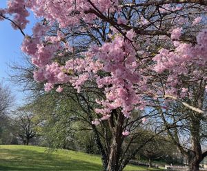 Cherry Blossom- click for photo gallery